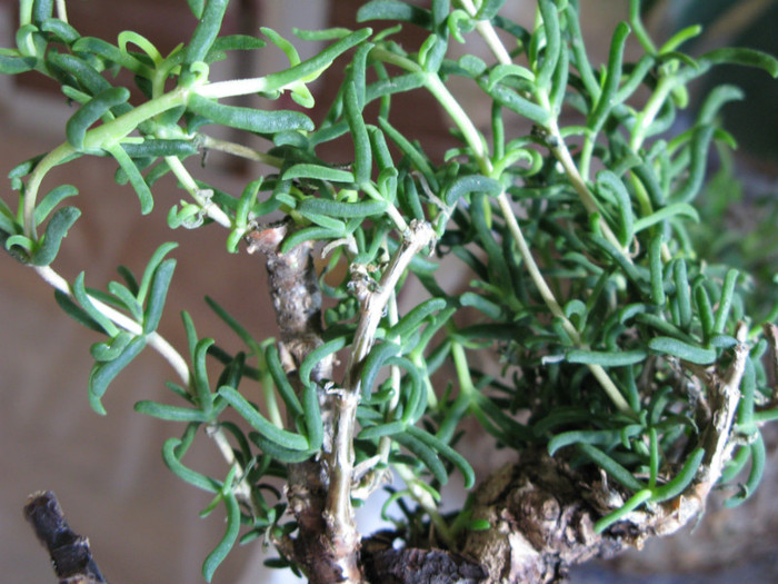 Mestoklema tuberosum - Caudex Plante cu caudex