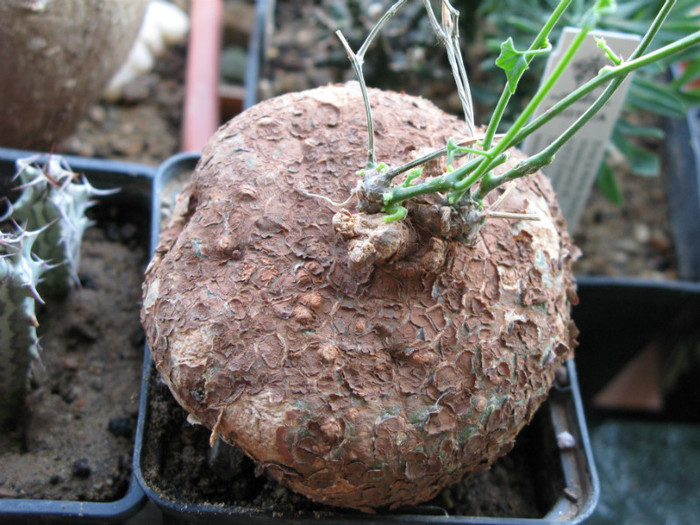 Cyclantheropsis parviflora - Bamba, Kenya