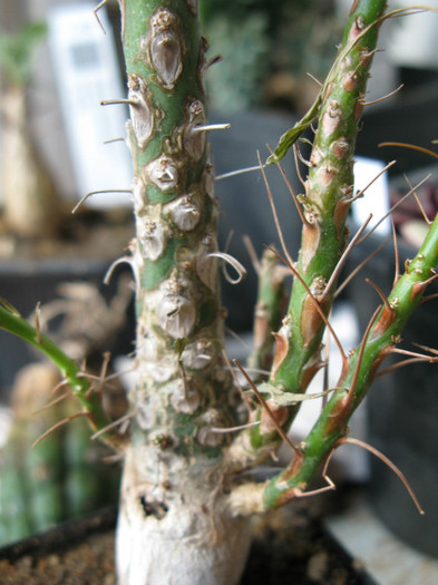 Fouquieria purpusii - Caudex Plante cu caudex