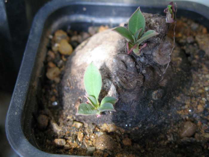 IMG_4843 - EUPHORBIACEAE - Monadenium Pedilanthus