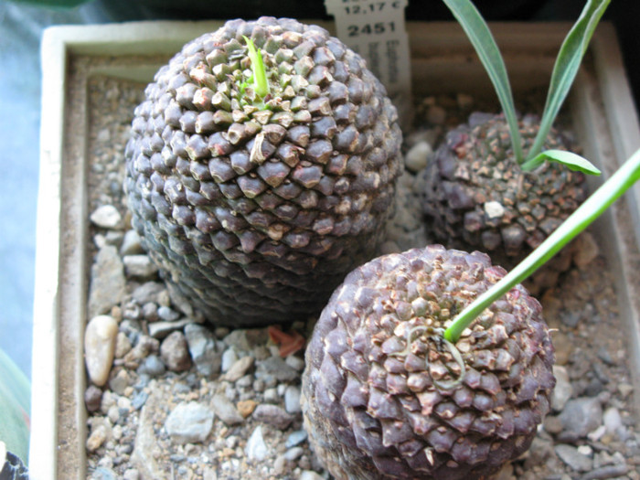 Euphorbia bupleurifolia