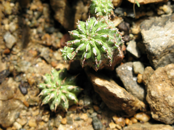 Euphorbia sepulta - EUPHORBIA - album foto 1