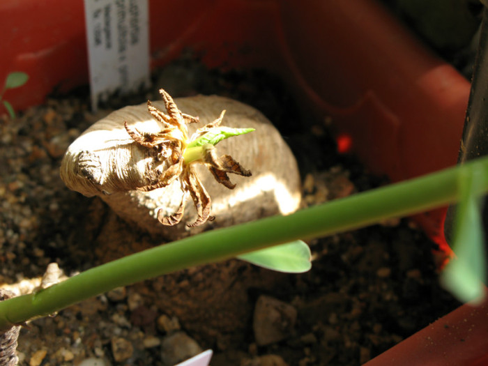 Euphorbia primulifolia v. primulifolia - EUPHORBIA - album foto 1