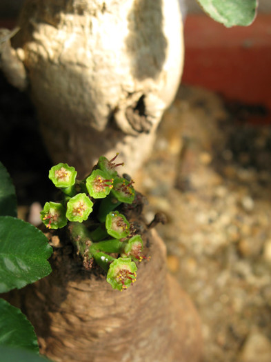 Euphorbia decidua