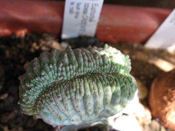 Euphorbia obesa fma cristata (altoita)