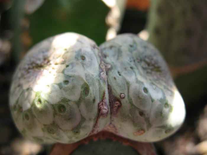 Euphorbia turbiniformis - EUPHORBIA - album foto 1