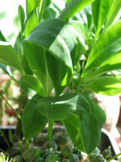 Euphorbia nerifolia; Euphorbia nivulia - EUPHORBIA - album foto 1