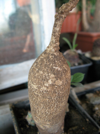 Euphorbia maritae