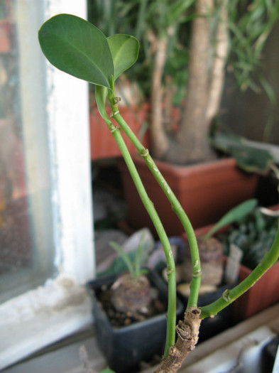 Euphorbia maritae - EUPHORBIA - album foto 1