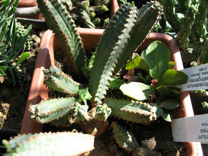 Euphorbia jansenvillensis - EUPHORBIA - album foto 1