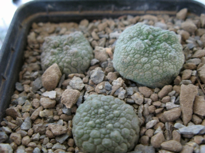 Pseudolithos cubiforme - Asclepiadaceae  Aizoaceae
