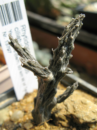 RHYTIDOCAULON ciliatum - Asclepiadaceae  Aizoaceae