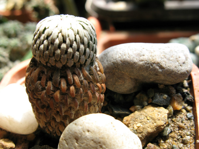 Pelecyphora aselliformis - CACTACEAE - diverse specii si genuri