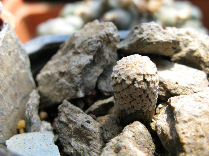 pelecyphora strobiliformis - CACTACEAE - diverse specii si genuri
