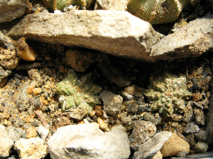AZTEKIUM RITTERI - CACTACEAE - diverse specii si genuri