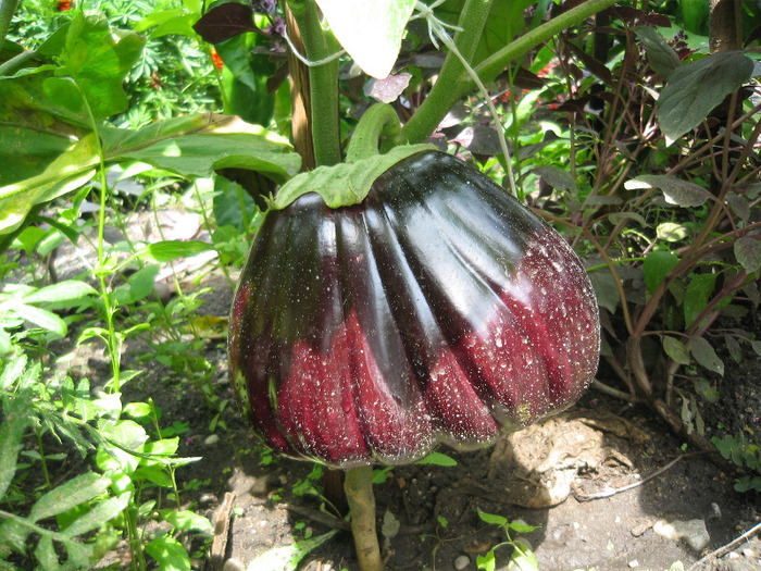 Vanata uriasa,aug.2011; 1,3 kg a avut.
