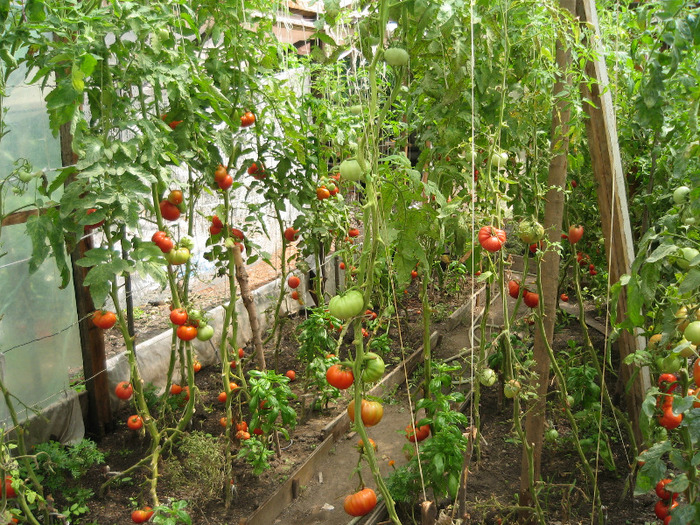 Foto gradina august 2011 022