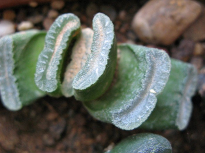 IMG_4912 - Haworthia si Gasteria