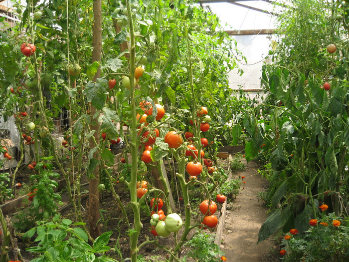 Foto gradina august 2011 023