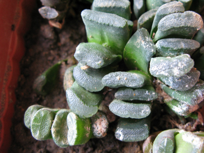 IMG_4923 - Haworthia si Gasteria