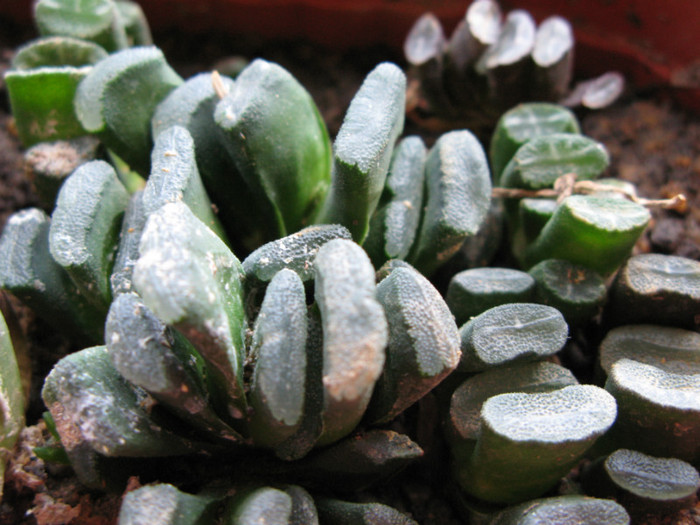 IMG_4922 - Haworthia si Gasteria