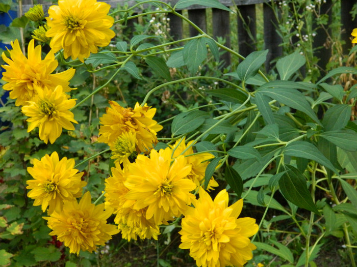 rudbekia - 08_AUGUST