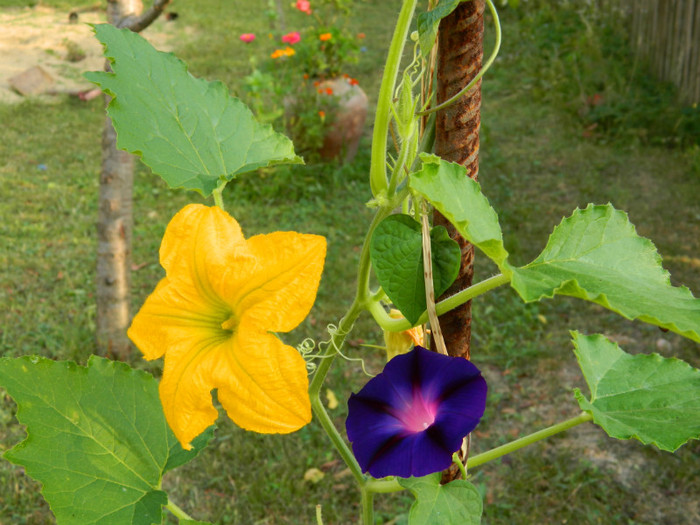 floare de dovleci ornamentali,zorele - 08_AUGUST