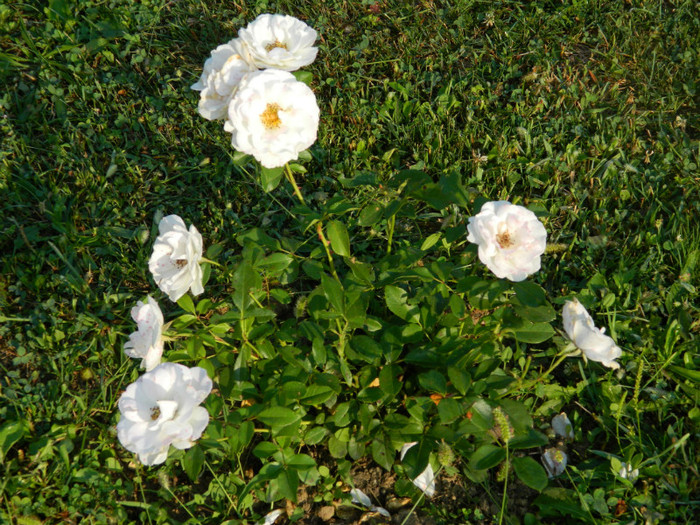 polyantha - 08_AUGUST