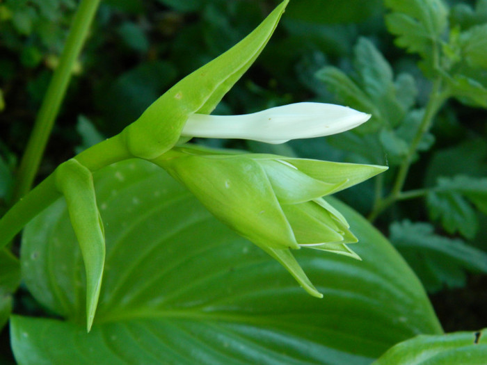 crin hosta de la Elipopa - 08_AUGUST