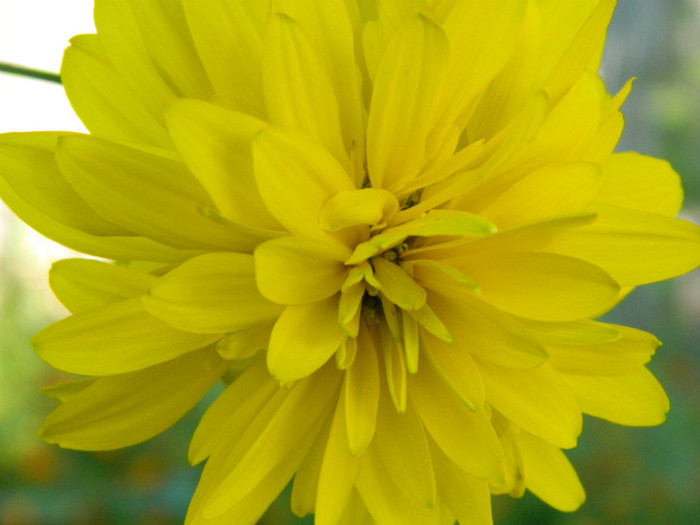 rudbeckia - 08_AUGUST