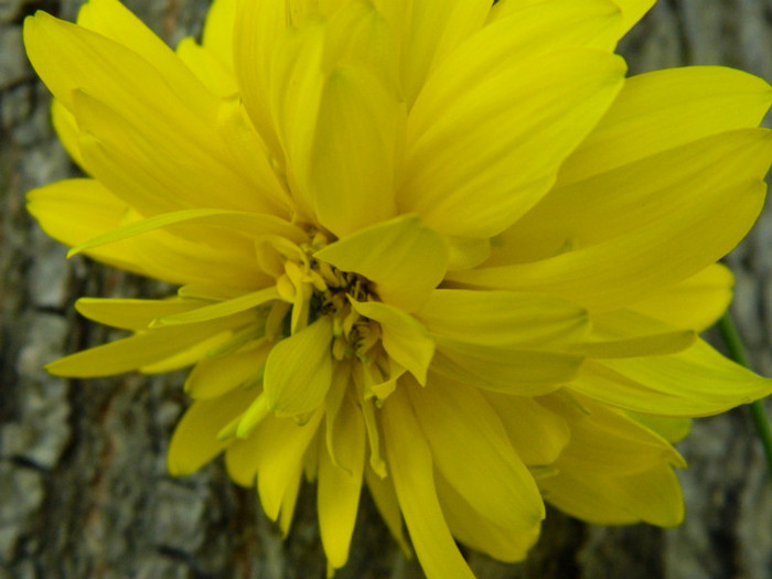 rudbeckia - 08_AUGUST