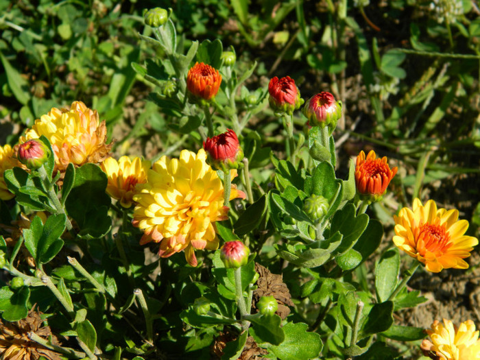 crizanteme de la Mirela06