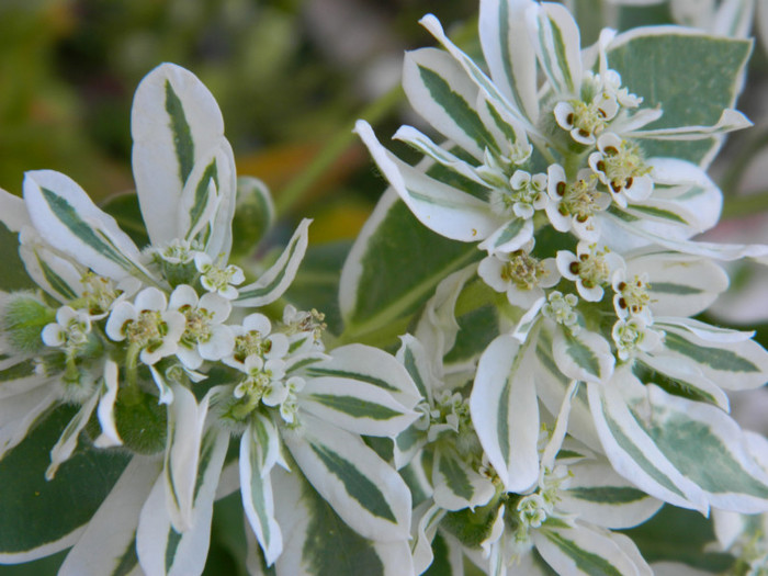 flori de gheata - 08_AUGUST