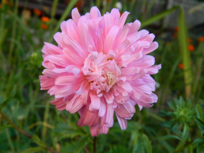 ochiul boului - pene de strut - 08_AUGUST