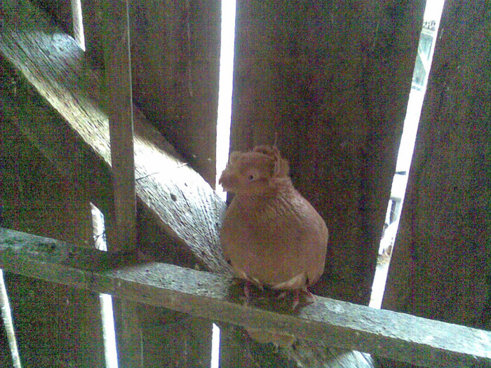 Image116h - Jucatori Bimotati de Ardeal