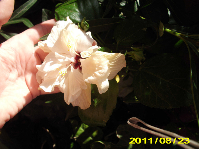 alb dublu - hibiscus