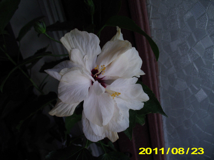 Picture 007 - hibiscus