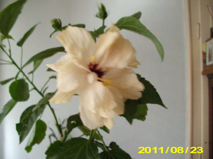 Picture 010 - hibiscus