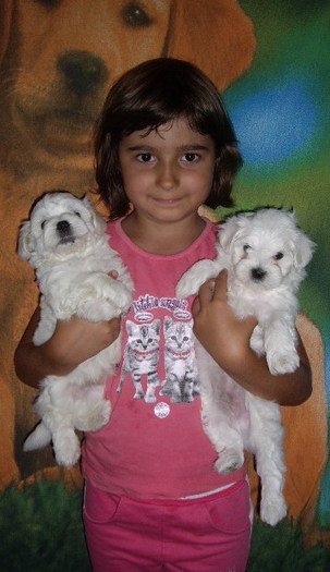 Bichon Maltese; 2 masculi 7saptamani,pui de Rici
