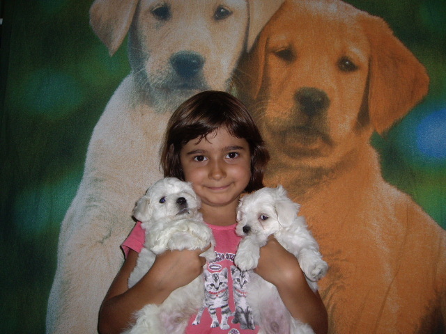 Bichon Maltese