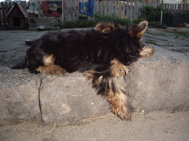 Yorkshire - Yorkshire terrier