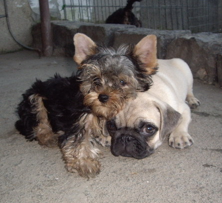 Yorkshire Mops - Yorkshire terrier