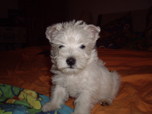 Westie - West highland white terrier-Cezar
