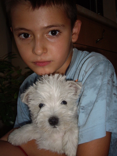 Westie - West highland white terrier-Cezar