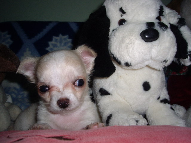 Chihuahua,civava; mascul 7 saptamani cu par lung
