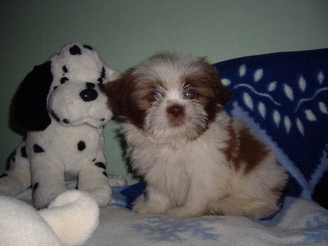 Shi-tzu; mascul 9 sapt ,si ochii in cap ii rad
