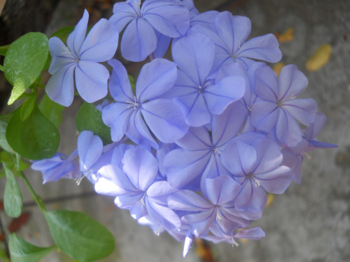 plumbago