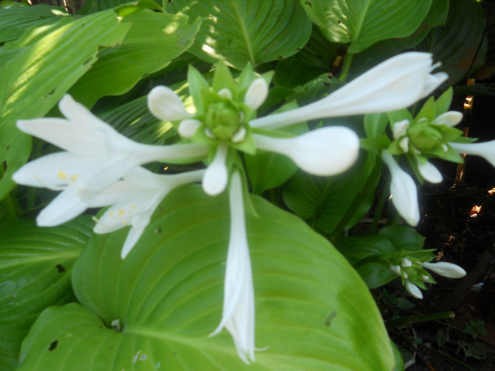 hosta