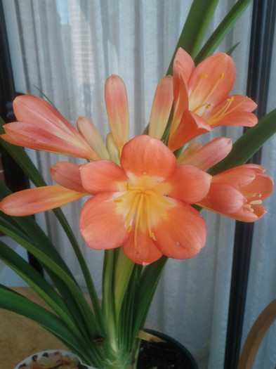 23.08.11 - CLIVIA