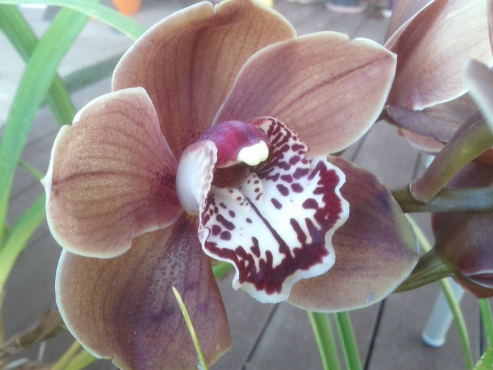 23.08.11 - Cimbidium6